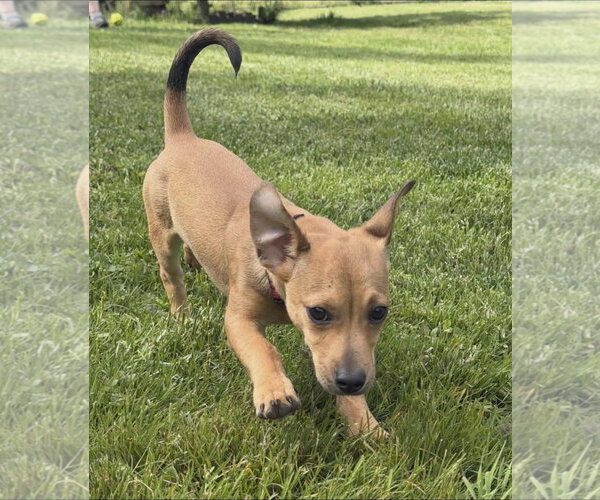 Medium Photo #2 Chihuahua-Unknown Mix Puppy For Sale in Alexander, AR, USA