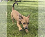 Small #1 Chihuahua Mix