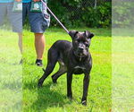 Small #9 Mastiff