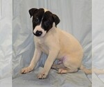 Puppy Poutine Boxer-Chinese Shar-Pei Mix