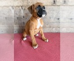 Litter of 9 - Male(s) and Female(s) BoxerLitter of Puppies for Sale - Small photo