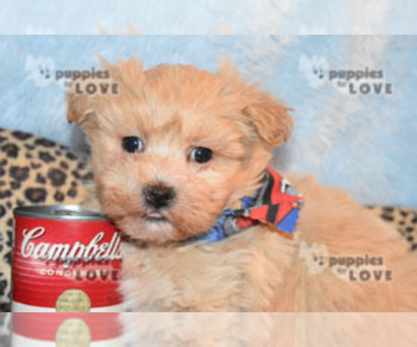 Medium Photo #3 Maltipoo-Poodle (Toy) Mix Puppy For Sale in SANGER, TX, USA