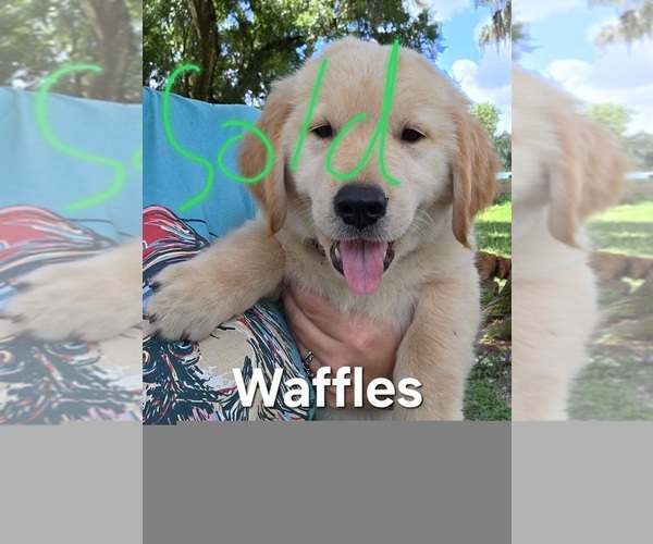 Medium Photo #9 Golden Retriever Puppy For Sale in PLANT CITY, FL, USA