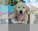 Small #8 Golden Retriever