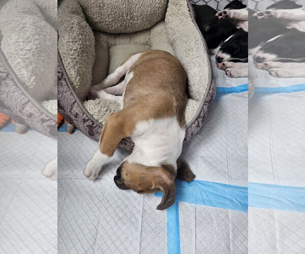 Medium Photo #4 Labrador Retriever Puppy For Sale in The Woodlands, TX, USA
