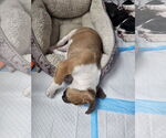 Small #3 Labrador Retriever