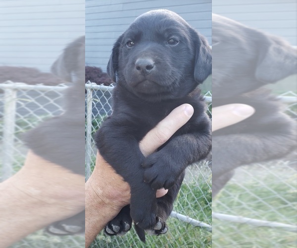 Medium Photo #20 Labrador Retriever Puppy For Sale in OLYMPIA, WA, USA