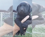 Small #19 Labrador Retriever