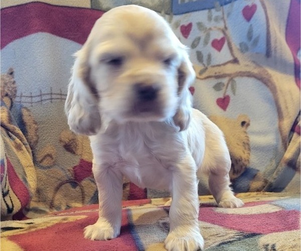 Medium Photo #4 Cocker Spaniel Puppy For Sale in WITHEE, WI, USA