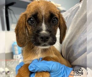 Mutt Dogs for adoption in Washington, DC, USA