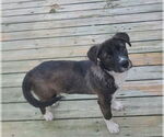 Small #4 Labrador Retriever Mix