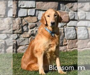 Mother of the Golden Retriever puppies born on 04/27/2025