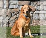 Small Photo #1 Golden Retriever Puppy For Sale in NEWPORT, PA, USA