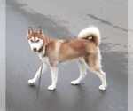 Small #4 Siberian Husky