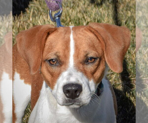 Medium Photo #1 Beagle-Unknown Mix Puppy For Sale in Huntley, IL, USA