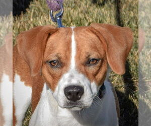 Beagle-Unknown Mix Dogs for adoption in Huntley, IL, USA