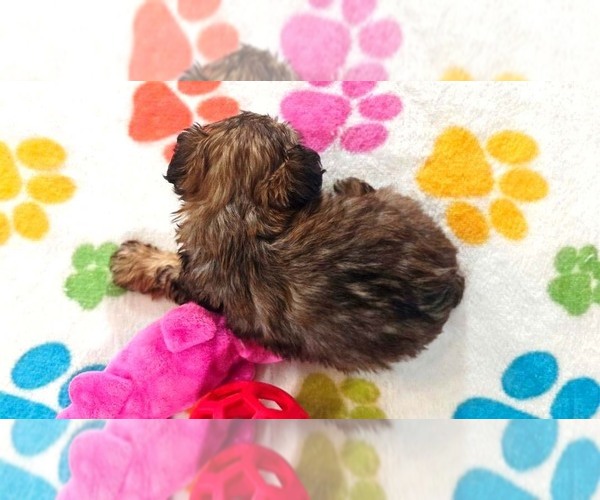 Medium Photo #17 Yorkipoo Puppy For Sale in ORO VALLEY, AZ, USA