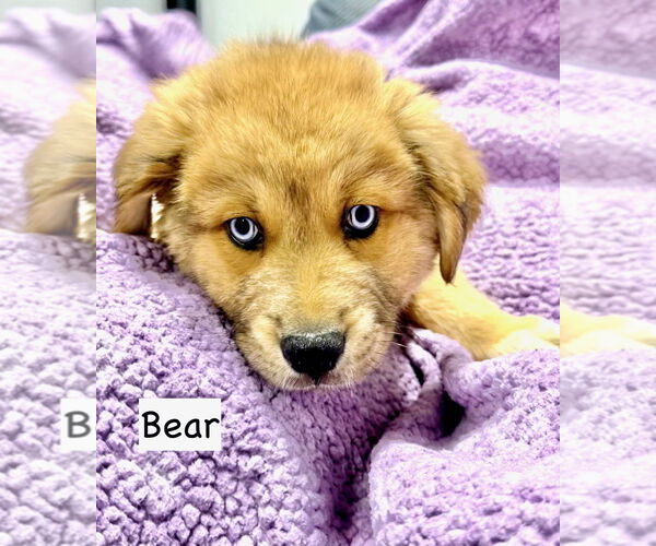 Medium Photo #2 Gerberian Shepsky Puppy For Sale in GILBERTS, IL, USA