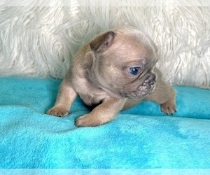 French Bulldog Puppy for sale in HOUSTON, TX, USA