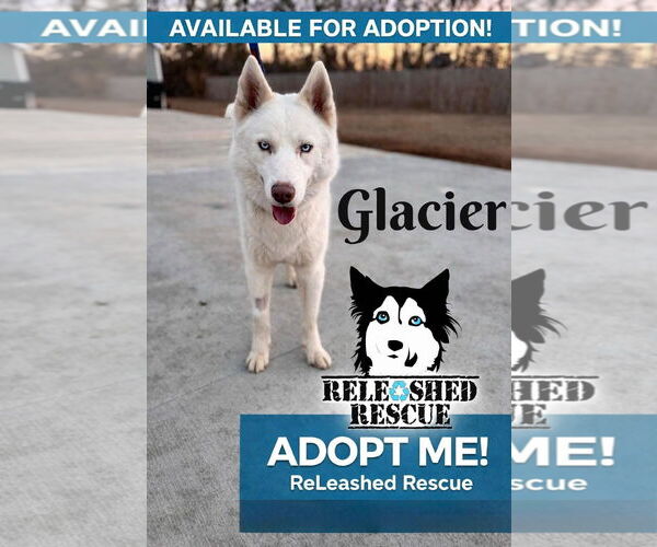 Medium Photo #2 Siberian Husky Puppy For Sale in Cumming, GA, USA