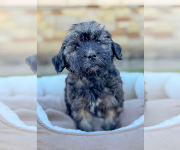 Medium Photo #4 Mutt Puppy For Sale in PIPE CREEK, TX, USA