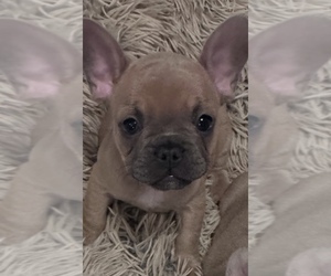 French Bulldog Puppy for sale in NORTH VERNON, IN, USA