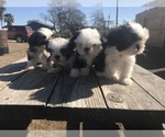 Small Photo #8 Shih Tzu Puppy For Sale in POTEET, TX, USA