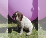 Small #3 German Shorthaired Pointer