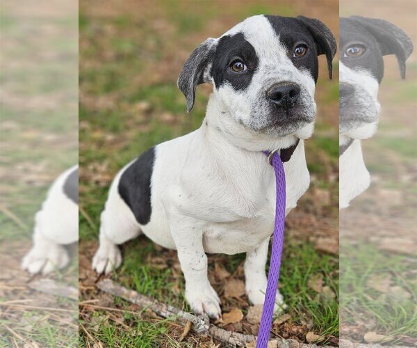 Medium Photo #15 Boxer-Unknown Mix Puppy For Sale in Wakefield, RI, USA