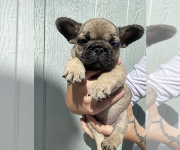 Medium Photo #1 French Bulldog Puppy For Sale in WYLIE, TX, USA