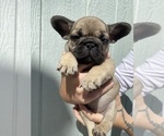 Image preview for Ad Listing. Nickname: Gus