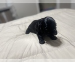 Small Photo #14 Cocker Spaniel Puppy For Sale in GADSDEN, AL, USA