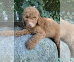 Small Photo #4 Goldendoodle-Poodle (Standard) Mix Puppy For Sale in RICHMOND, IL, USA