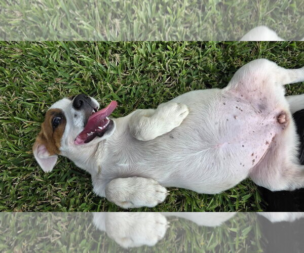 Medium Photo #5 Labrador Retriever-Unknown Mix Puppy For Sale in Oakhurst, NJ, USA