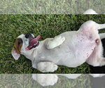 Small #4 Labrador Retriever Mix