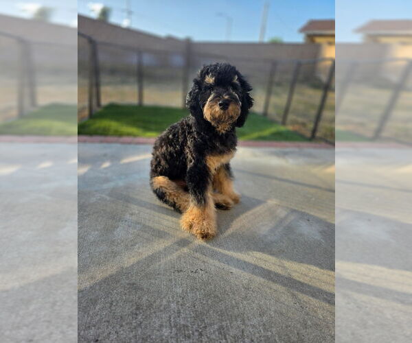 Medium Photo #4 Goldendoodle mix (+ Poodle Miniature) Puppy For Sale in FONTANA, CA, USA