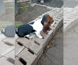 Basset Hound Puppy for sale in LEAVENWORTH, KS, USA