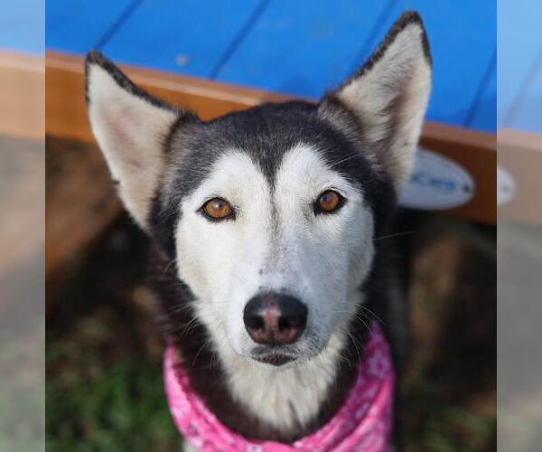 Medium Photo #1 Siberian Husky-Unknown Mix Puppy For Sale in San Antonio, TX, USA
