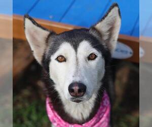 Siberian Husky-Unknown Mix Dogs for adoption in San Antonio, TX, USA