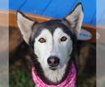 Small Siberian Husky Mix