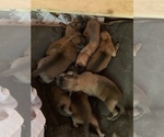 Small Photo #2 Belgian Malinois Puppy For Sale in LOS ANGELES, CA, USA