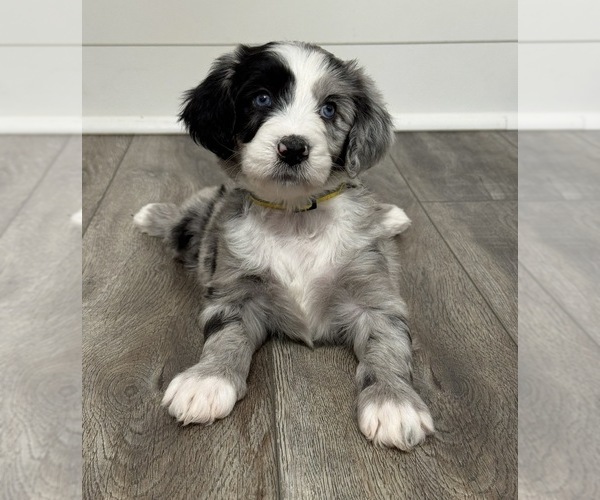 Medium Photo #5 Aussiedoodle Puppy For Sale in BAKERSFIELD, CA, USA