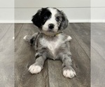 Litter of 10 - Male(s) and Female(s) AussiedoodleLitter of Puppies for Sale - Photo #5