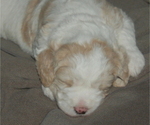 Small Photo #13 Goldendoodle Puppy For Sale in COLCHESTER, CT, USA