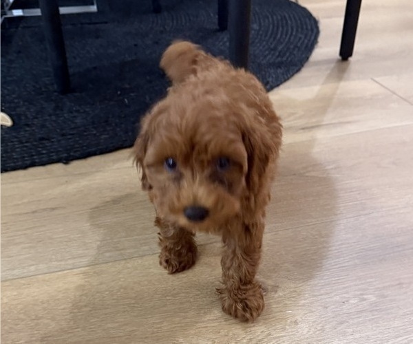 Medium Photo #7 Maltipoo Puppy For Sale in ATLANTA, GA, USA