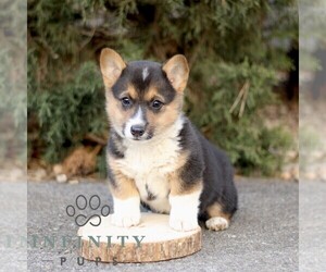 Pembroke Welsh Corgi Puppy for sale in GORDONVILLE, PA, USA