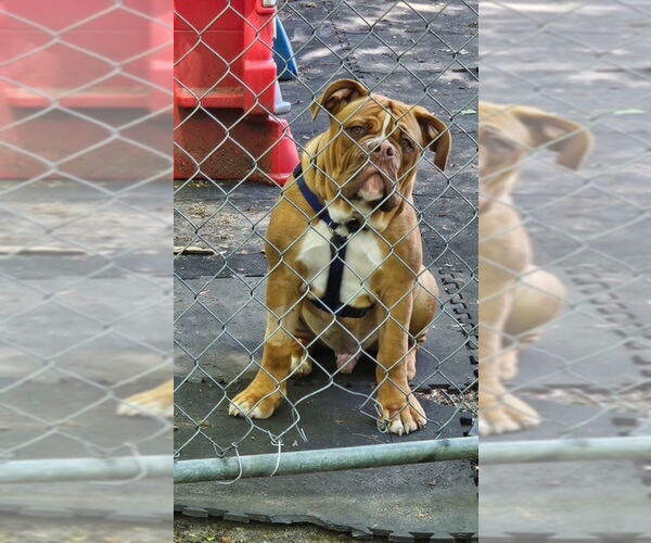 Medium Photo #3 Bulldog Puppy For Sale in East Derry, NH, USA