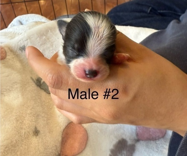 Medium Photo #2 Pomeranian Puppy For Sale in SAN JOSE, CA, USA