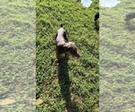 Small #14 Doberman Pinscher