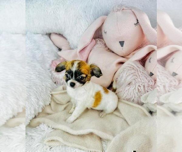 Medium Photo #23 Chihuahua Puppy For Sale in AVONDALE ESTATES, GA, USA